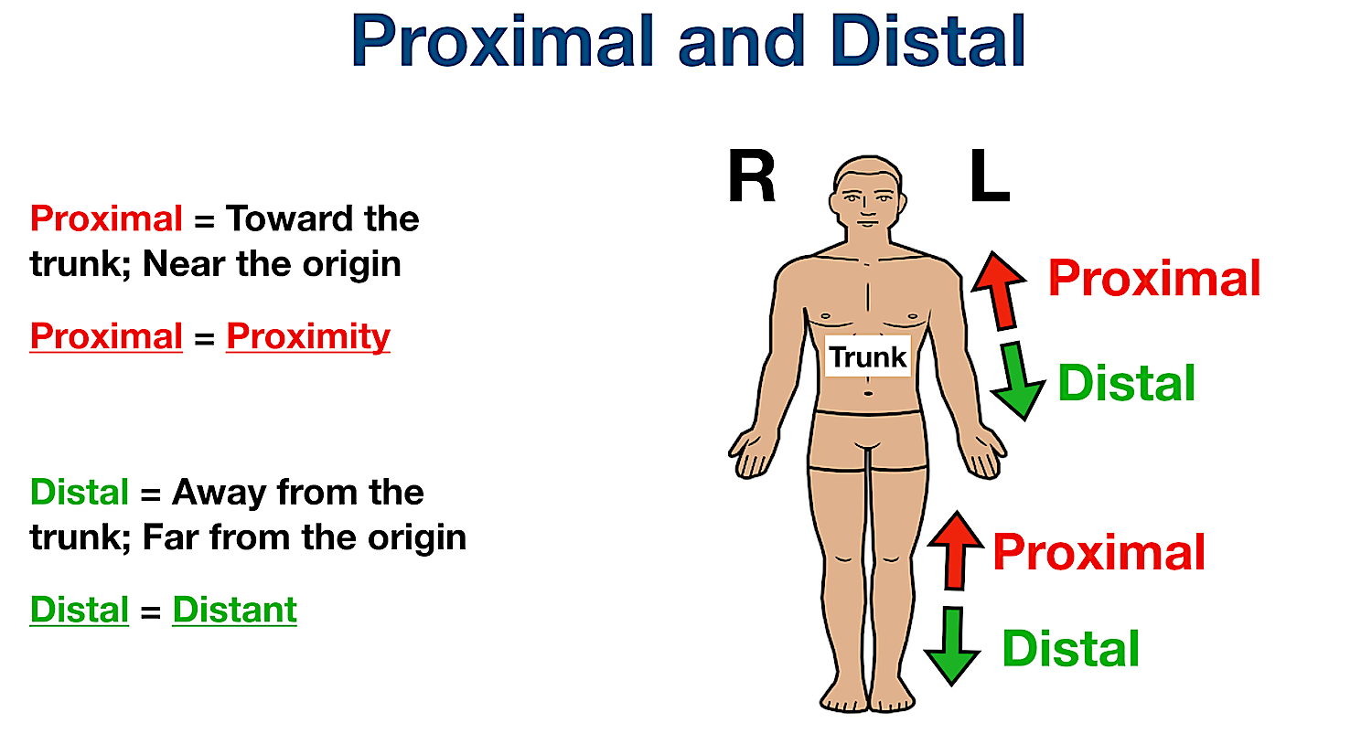 proximal definition anatomy